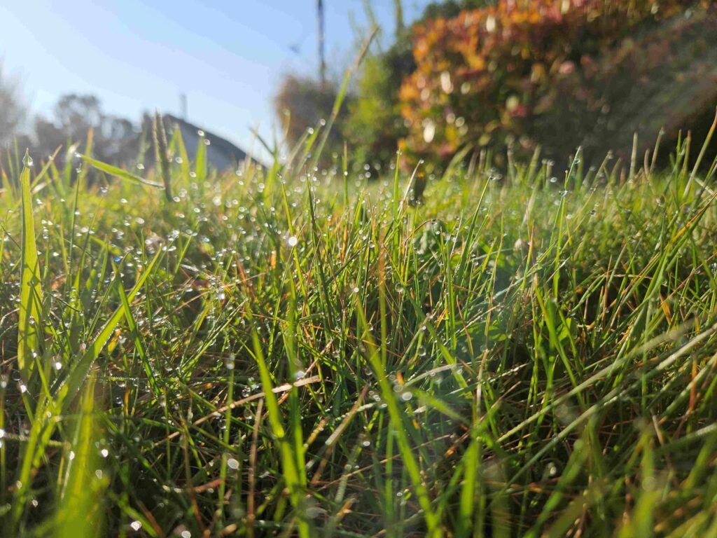 A close up look out across a lawn from amongst the grasses. The grass has dew drops on each blade. Hedges can be seen in the background and a small peak at a clear blue sky.