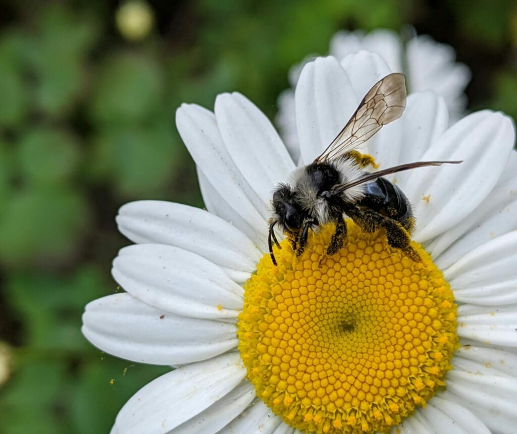 Bee on Oxeye Daisy