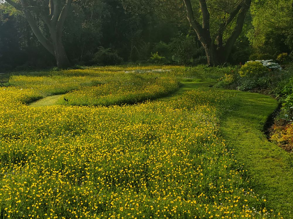 Bulbous Buttercup and Meadow saxifrage in a No Mow May lawn