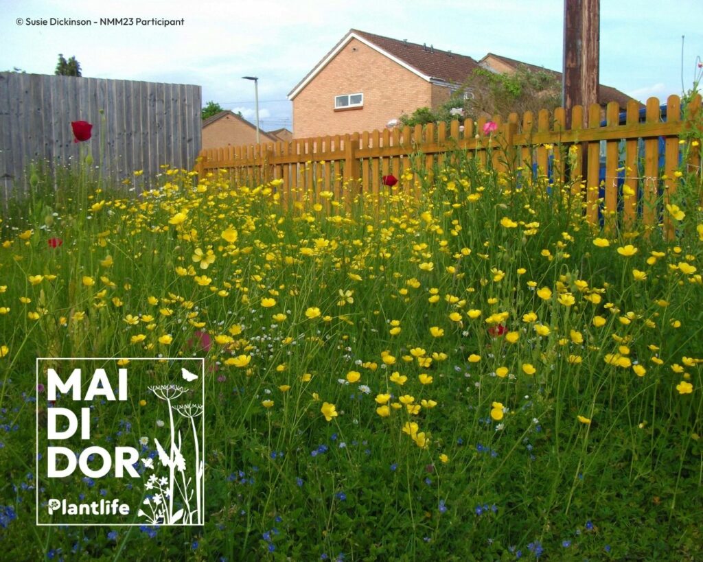 Buttercups in front of a house