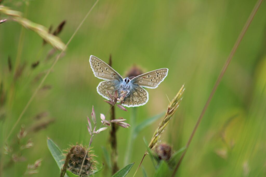 Common Blue at Joan's Hill Farm