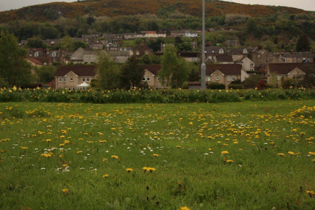 Daisy and Dandelion Green Space