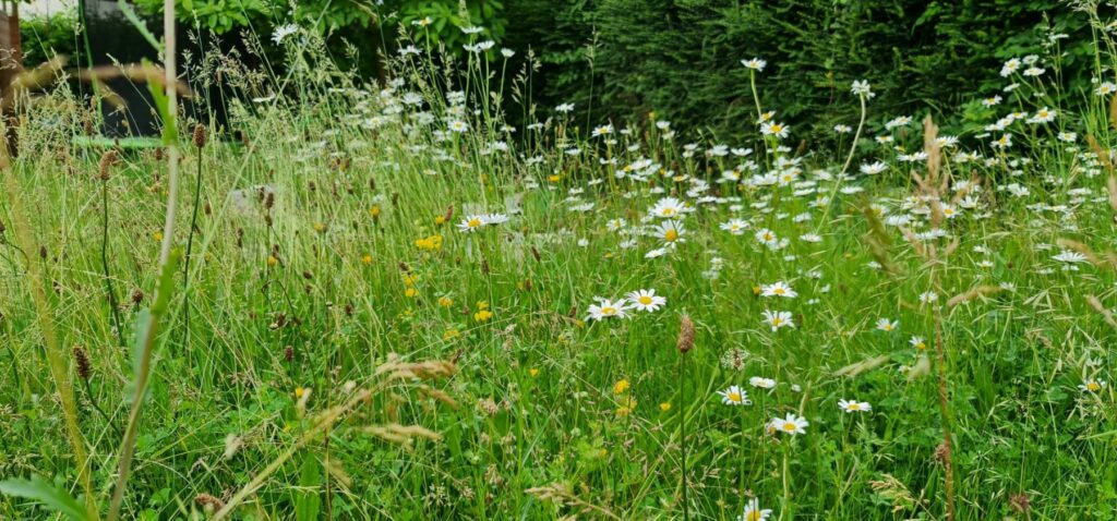 Garden meadow by pond (c) Shuttleworth