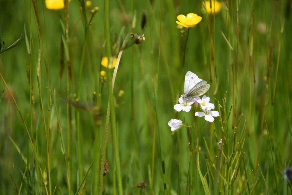 Green veined white butterfly at Ryewater Farm
