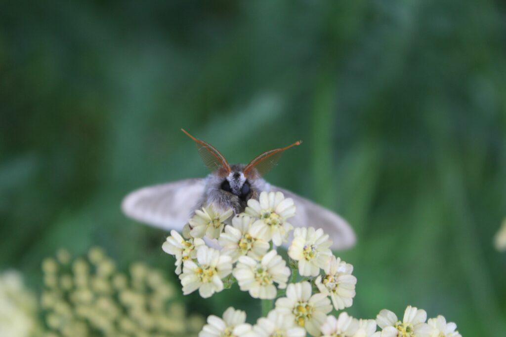 Lobster moth on Yarrow