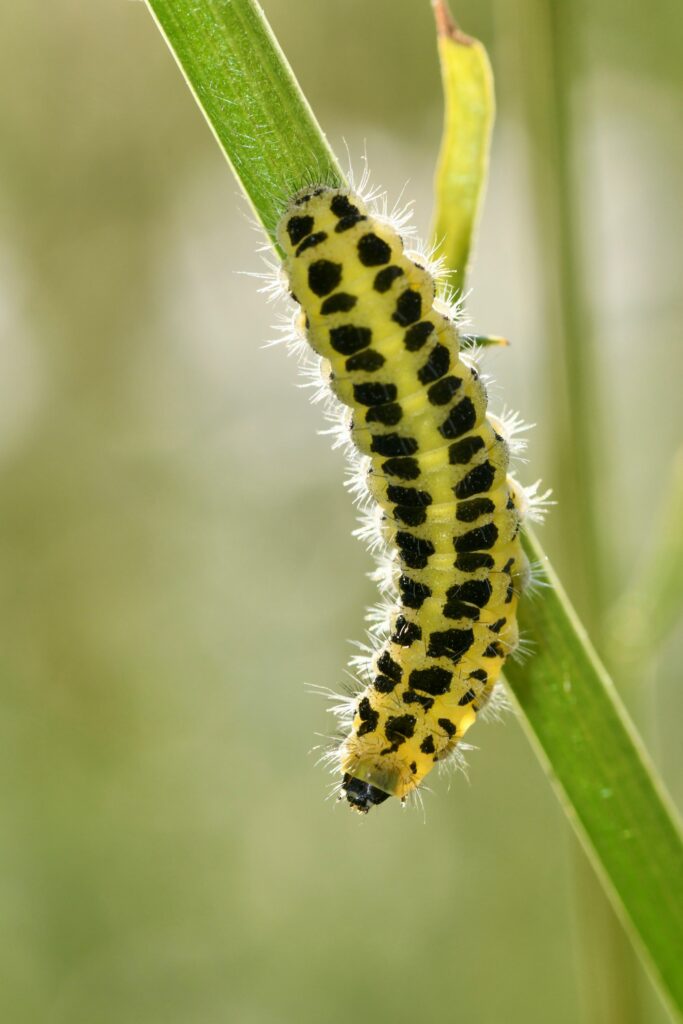 No Mow May wildlife