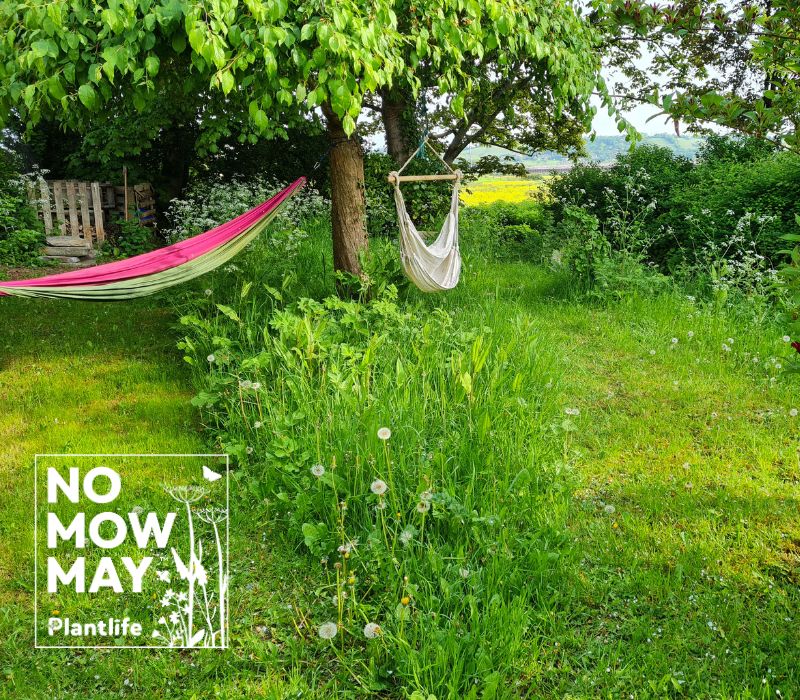 Garden with two hammock and strips of unmown lawn