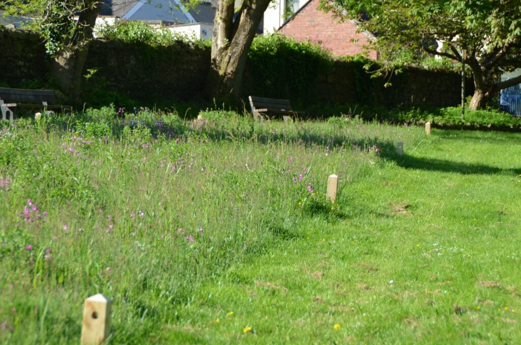 A park in Wales doing No Mow May