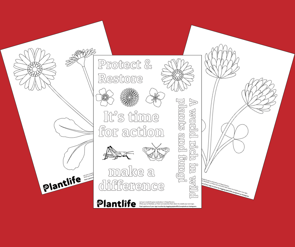 Printable colouring sheets for Restore Nature Now march