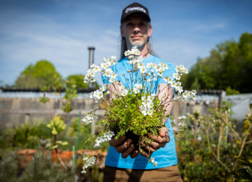 person holding a plant with white flowers