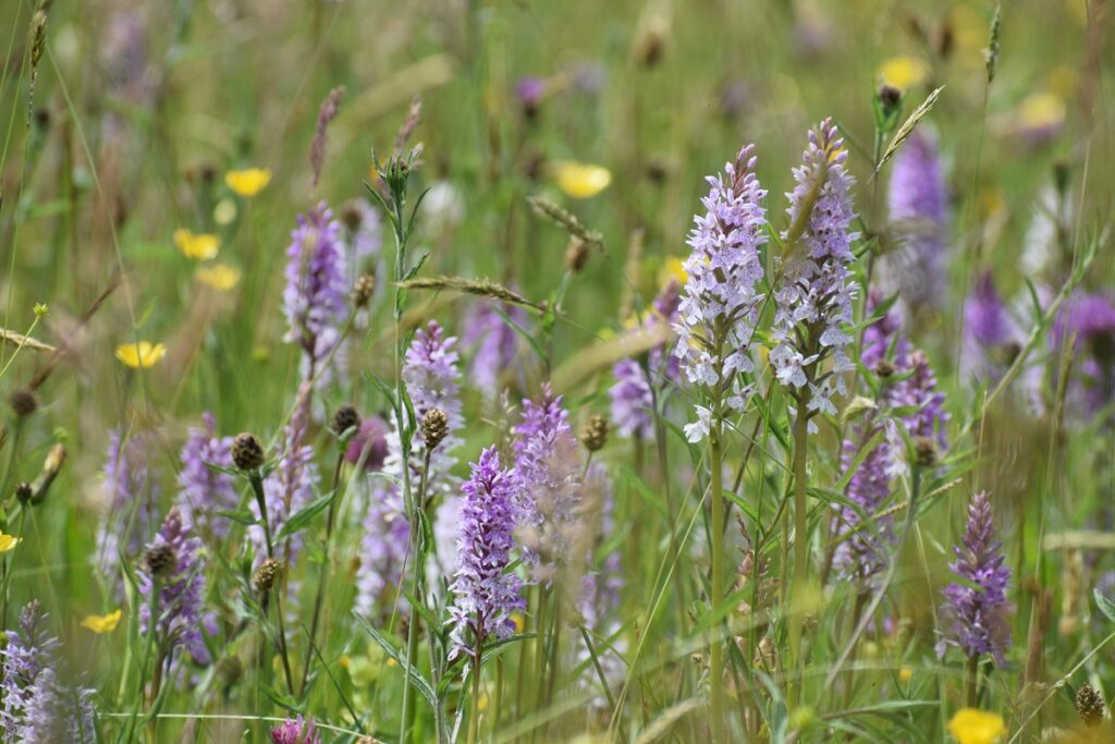 Orchids at Ryewater Farm nature reserve