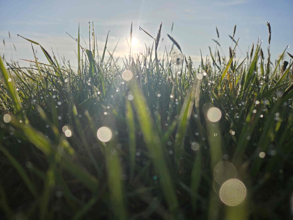 An early sunrise shines through long grasses, plants and wildflowers
