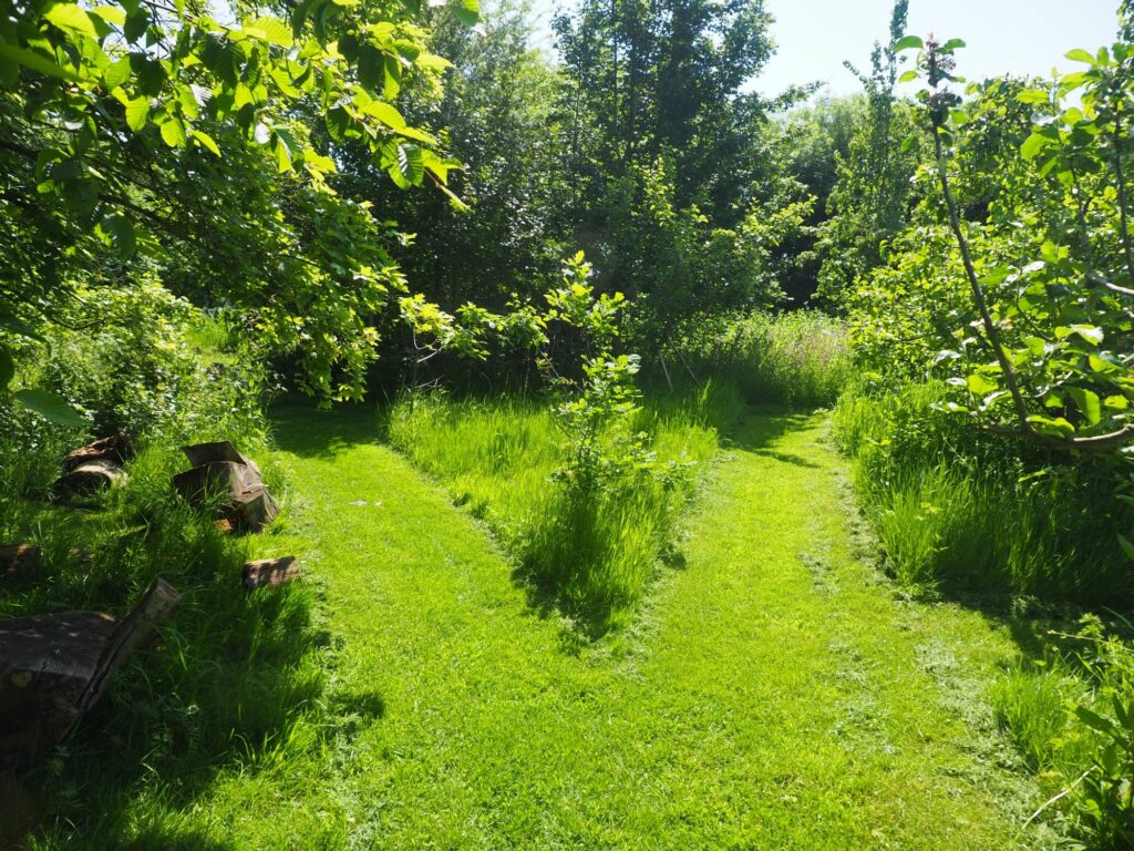 A No Mow May garden