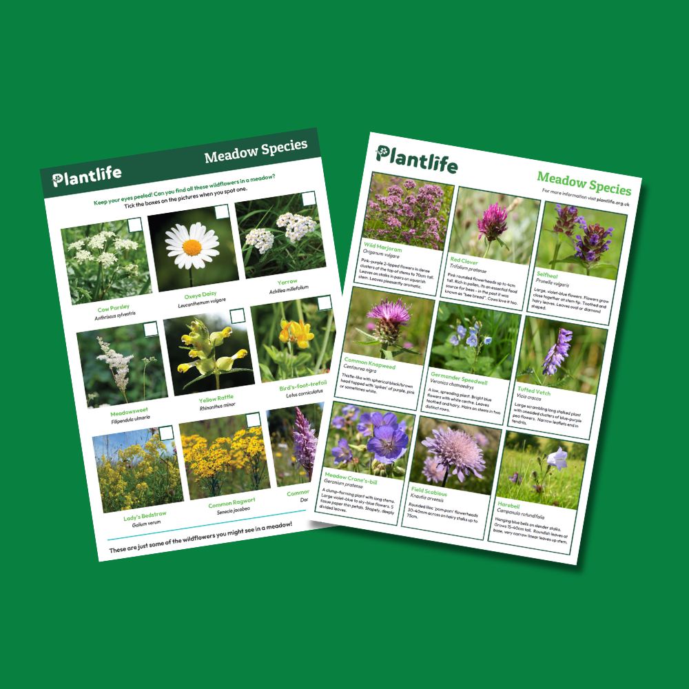 Plantlife ID guide and Spotter sheet for finding meadow species
