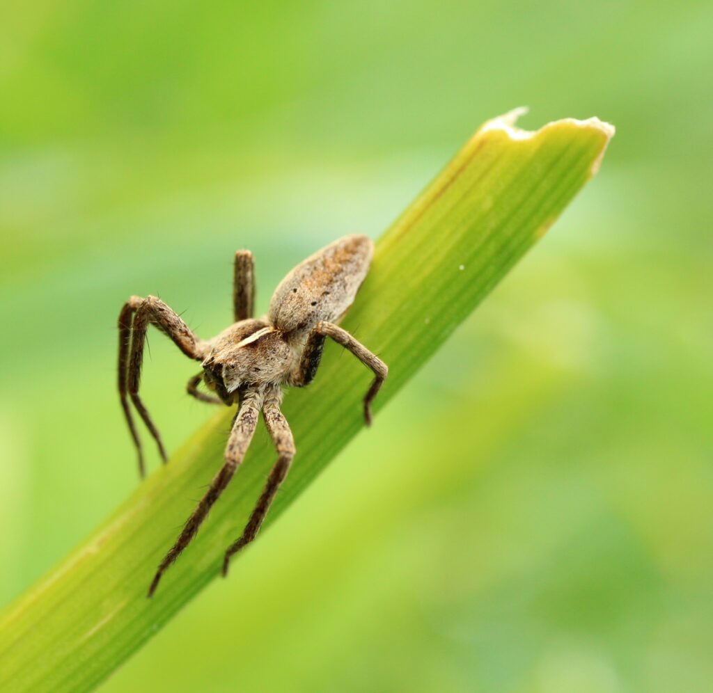 Grassland Spider in garden
