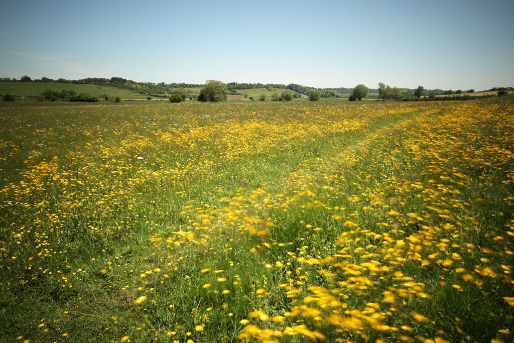 Skylark Meadows photographed in full bloom