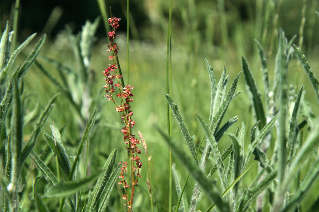 Skylark Meadows pictured in the sunshine
