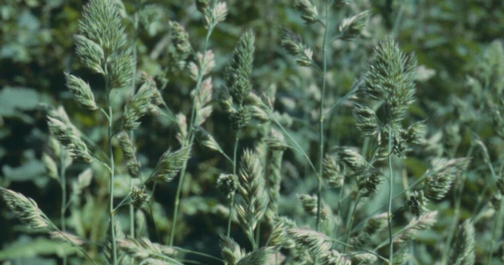 Close-up photos of Cock's-foot grass