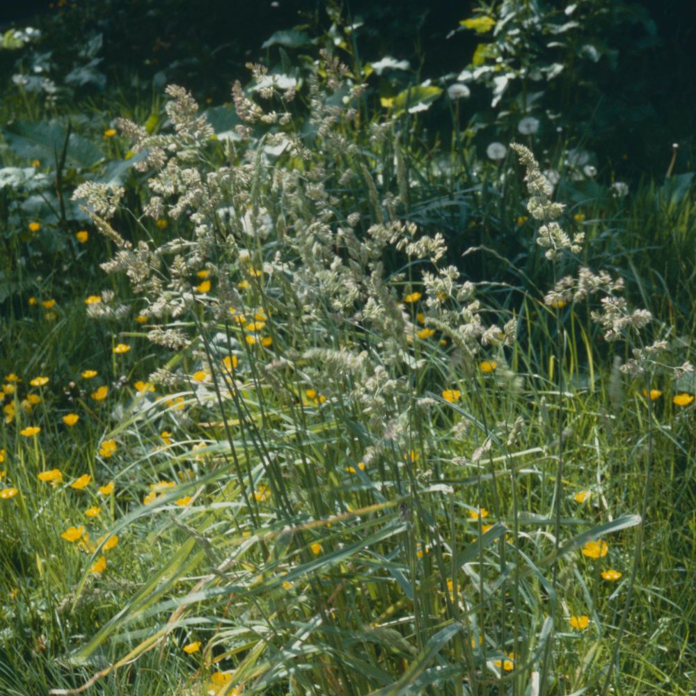 Cock's-foot pictured at Pebble Mill