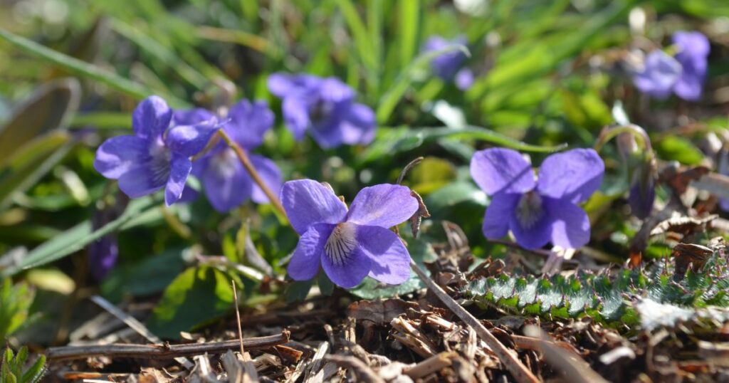 Common Dog Violet at Ryewater Farm