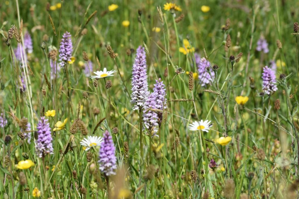 Common Spotted Orchids among the wildflowers at Ryewater Farm