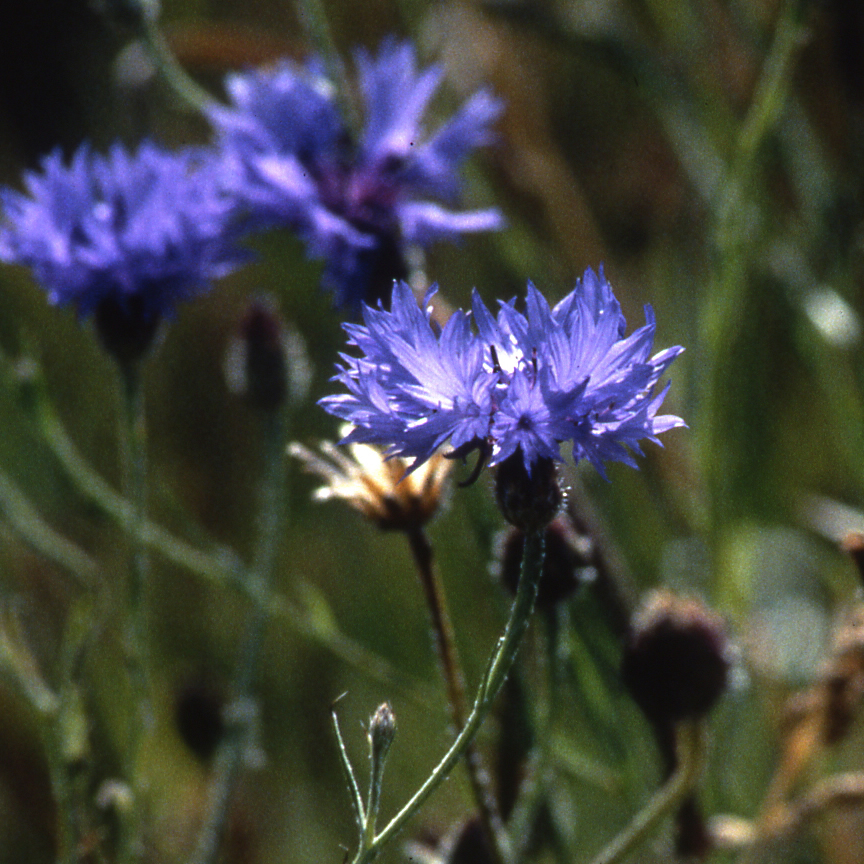 A close up of a beautiful blue Cornflower