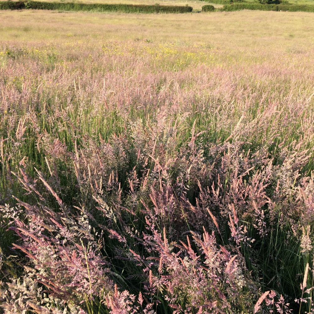 Dense Yorkshire Fog in a meadow