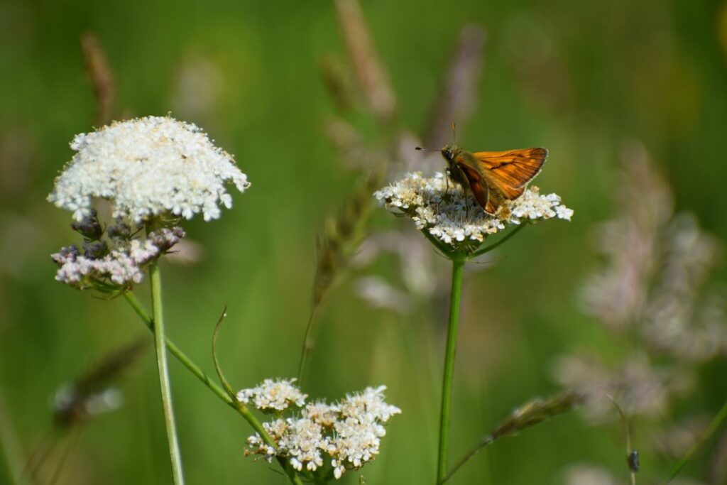 Large skipper on Yarrow