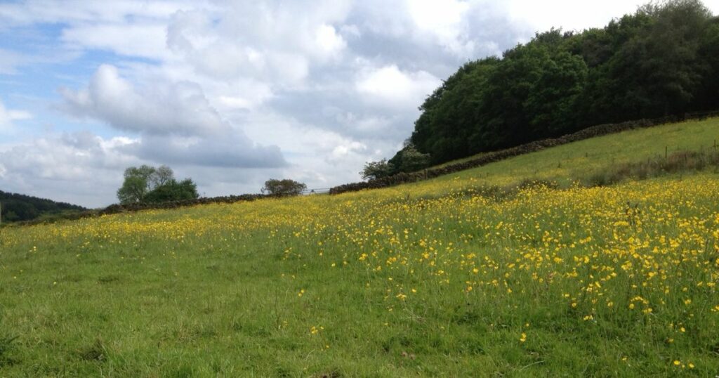 Side Farm Meadow Nature Reserve in bloom at the start of the summer