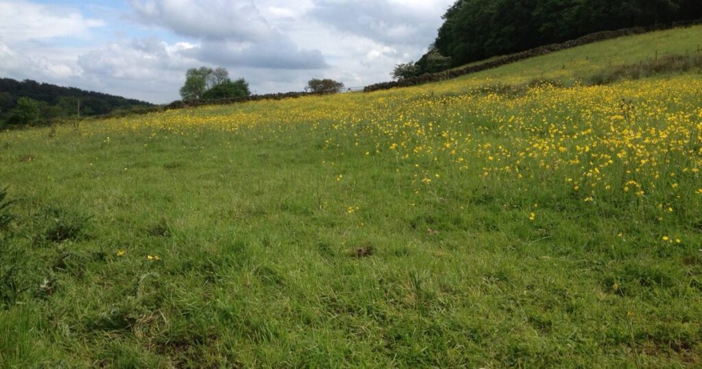Side Farm Meadows Nature Reserve in bloom at the start of the summer