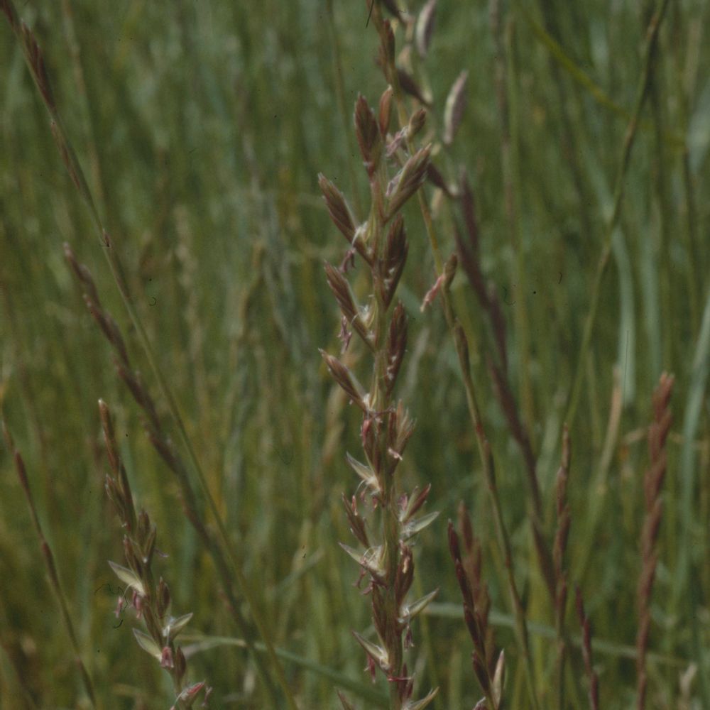Perennial Rye grass pictured at Cannon Hill Park