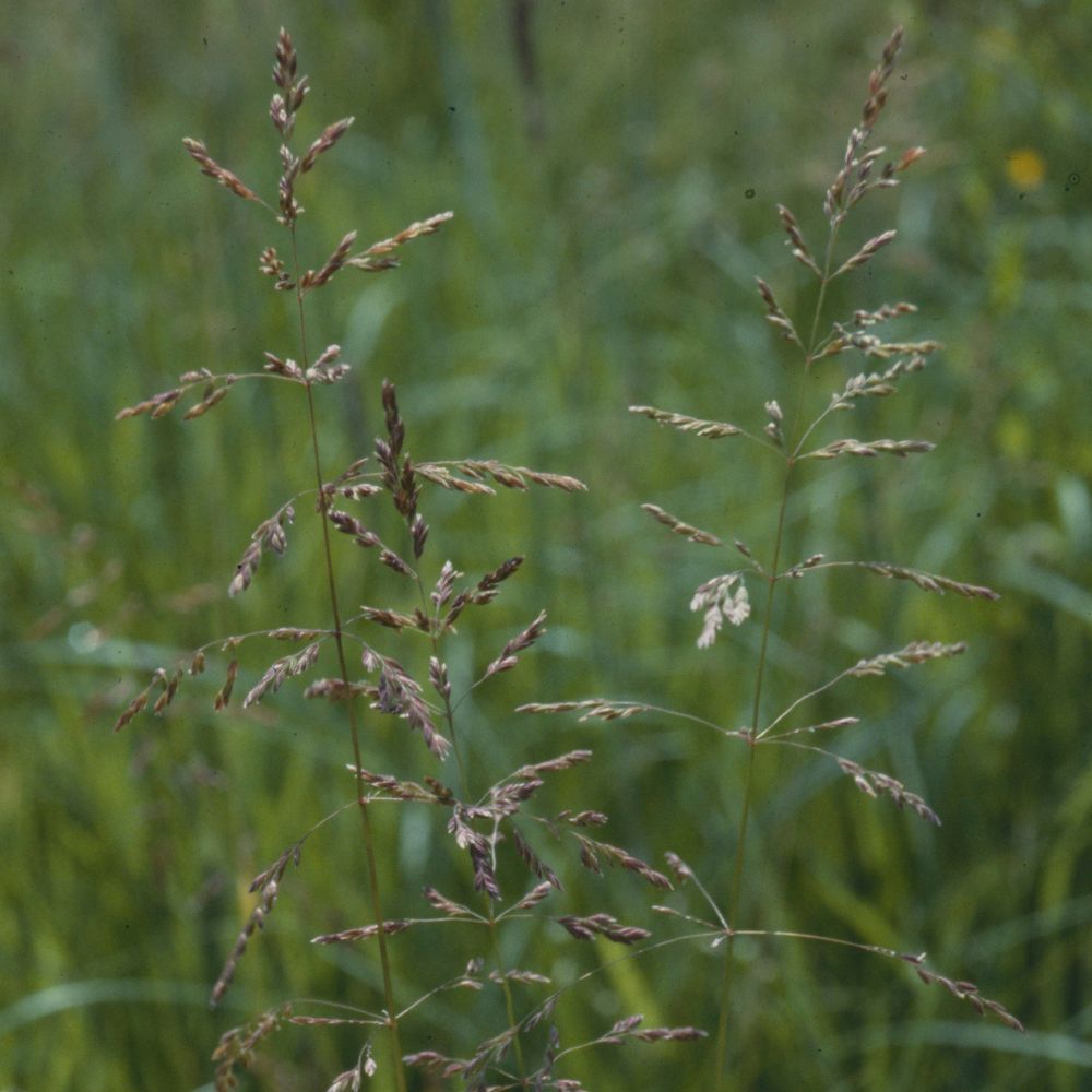Rough Meadow Grass in the field