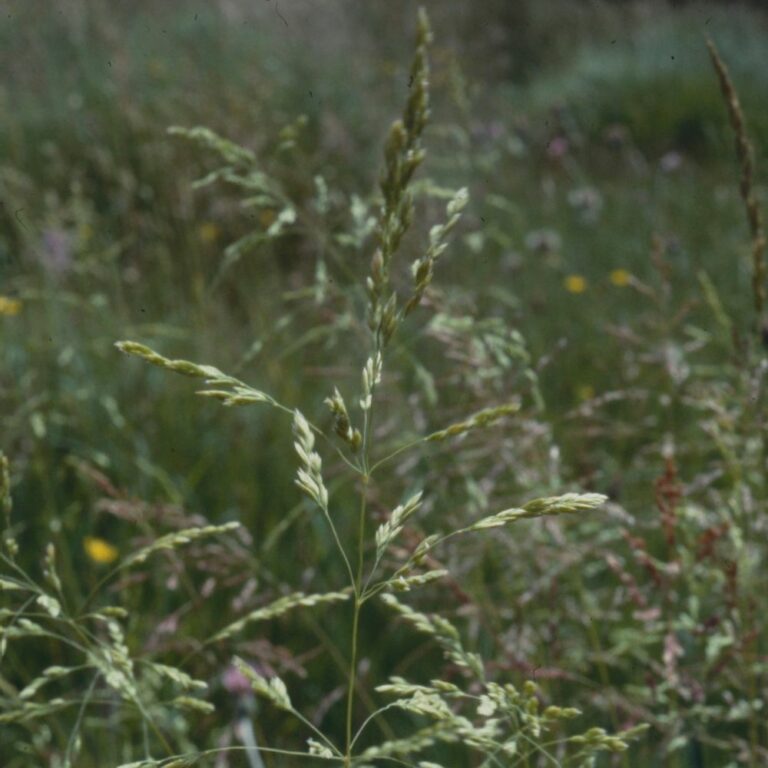 Rough Meadow Grass - Plantlife