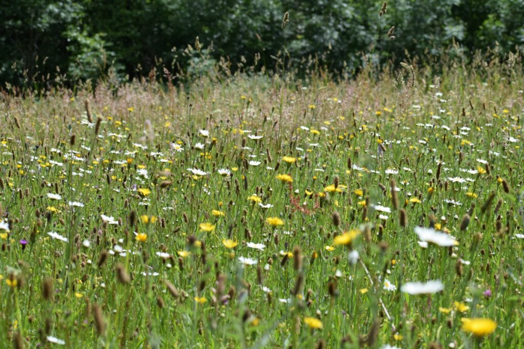 Species-rich meadow at Ryewater Farm nature reserve