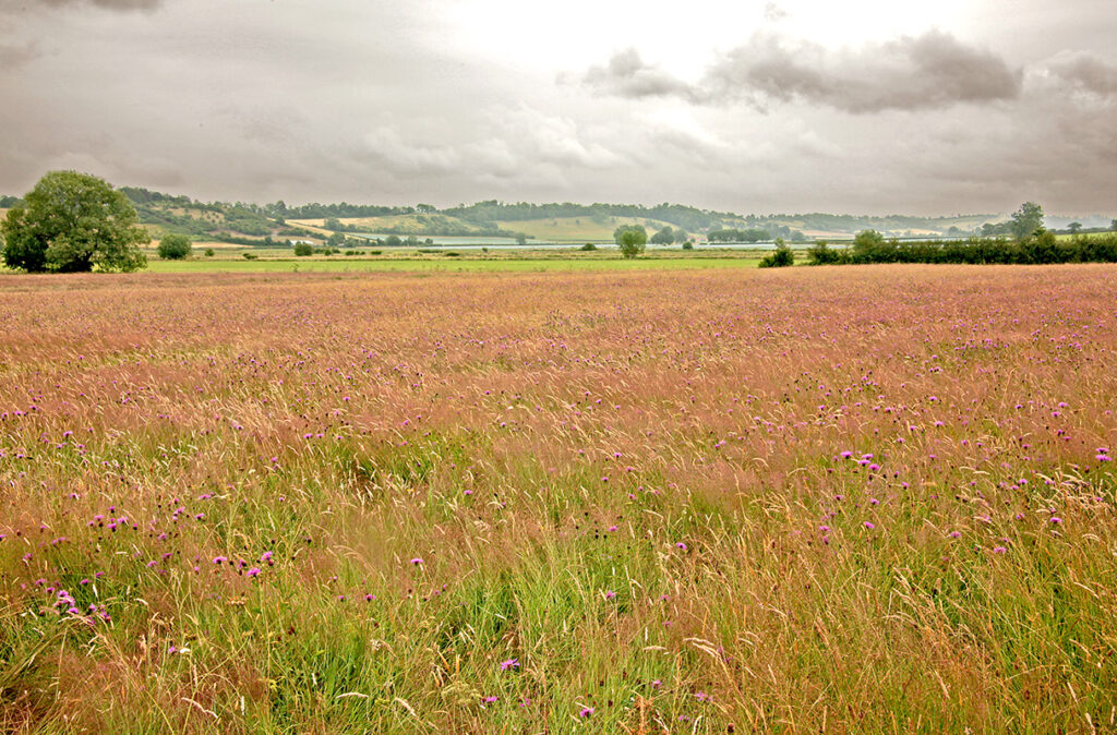 Beautiful colours in at Skylark Meadow