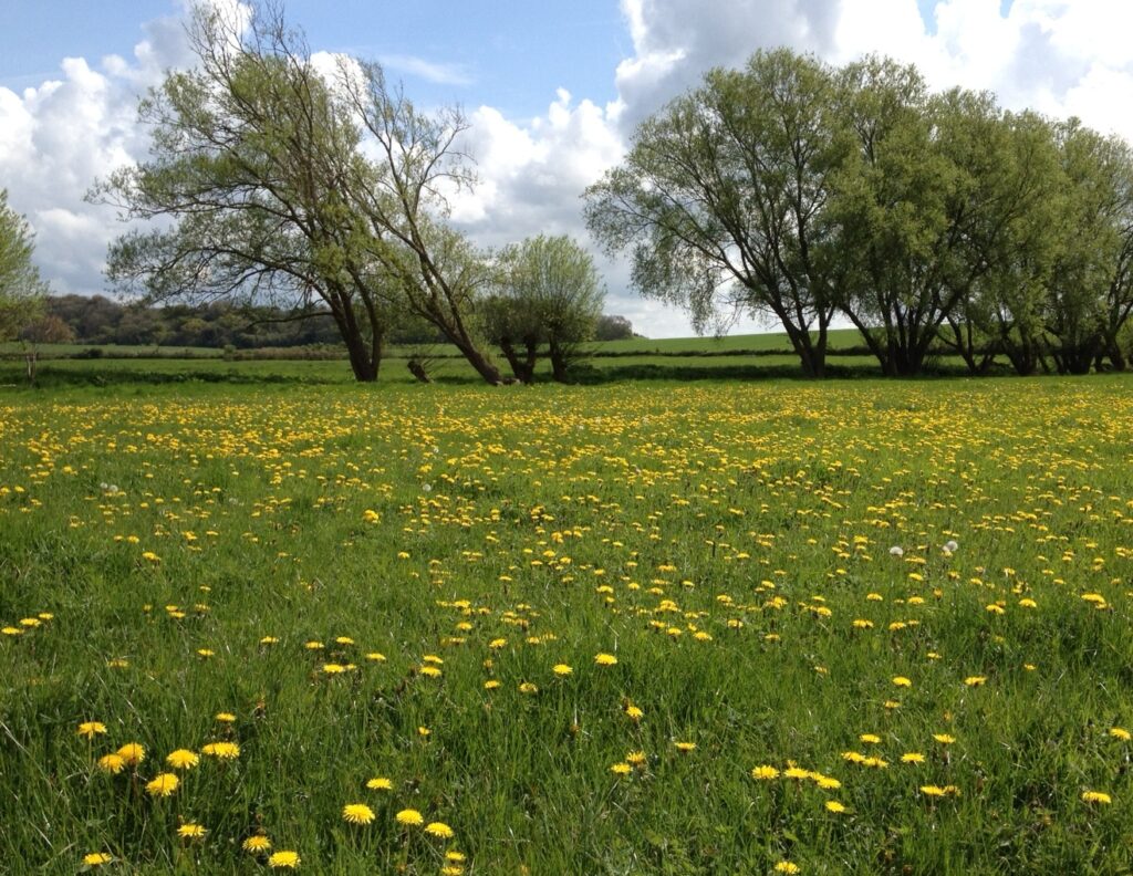 Spring wildflowers appearing in April at Skylark Meadows