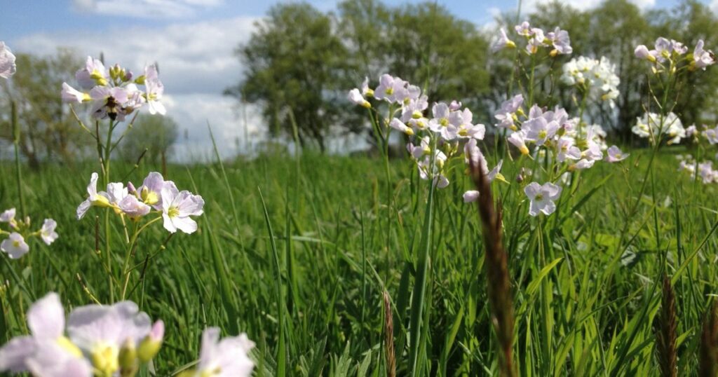 Beautiful Cuckooflowers spotted in Skylark Meadows Nature Reserve