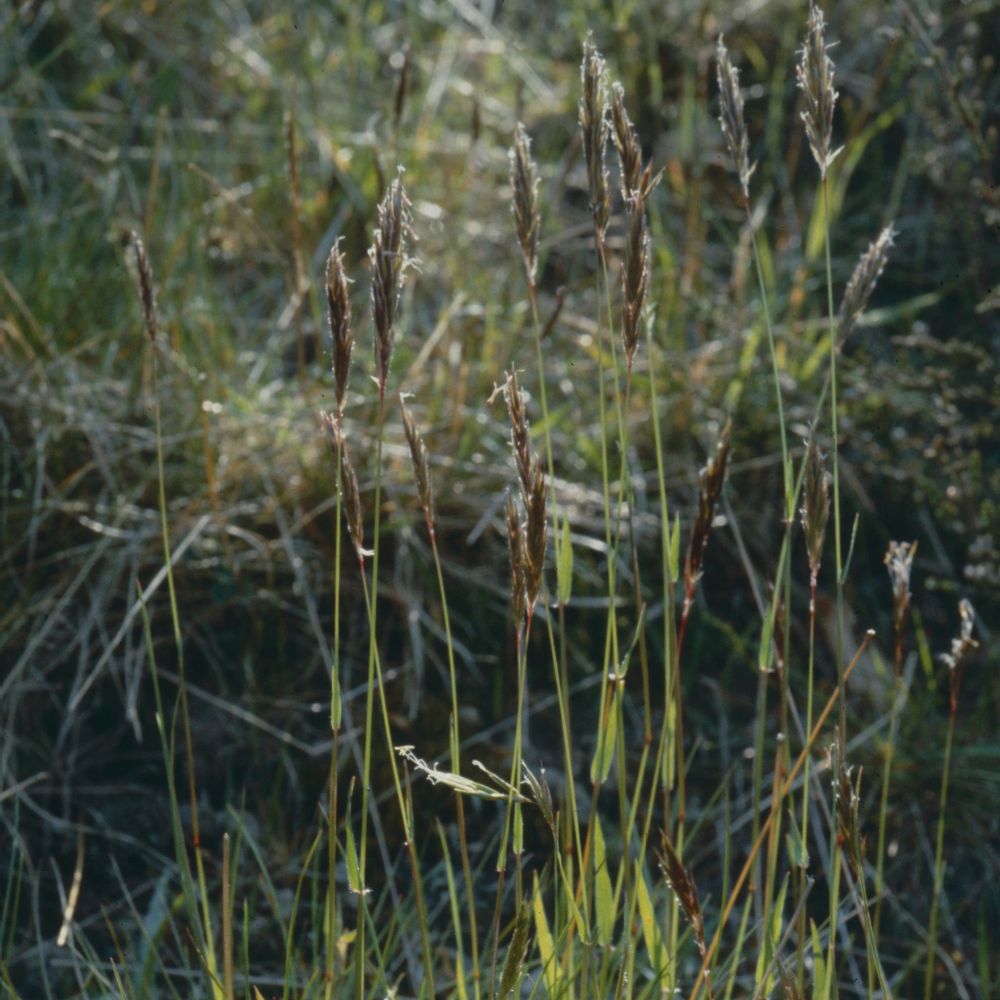 Sweet Vernal Grass in the sunshine