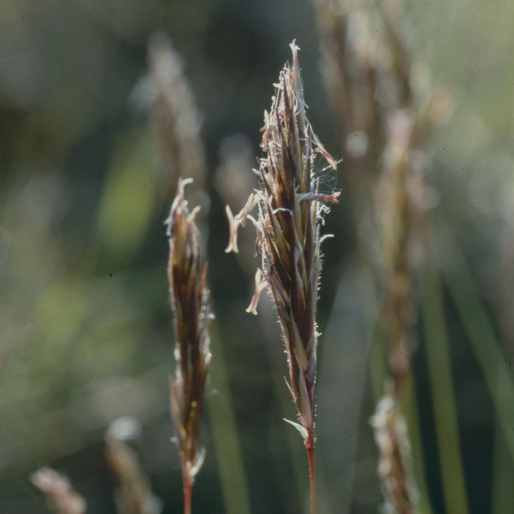 A close up photograph of Sweet Vernal Grass