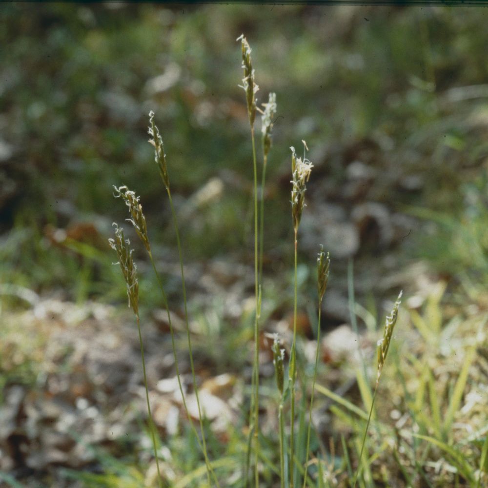 Sweet Vernal grass