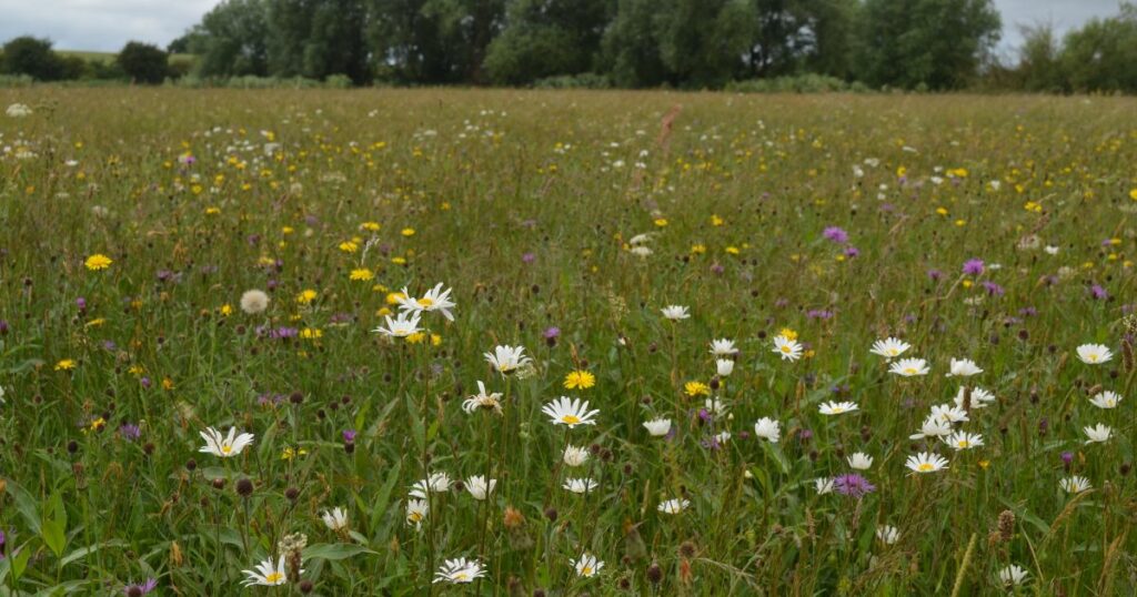 A beautiful display of colourful wildflowers at Skylark Meadows Nature Reserve
