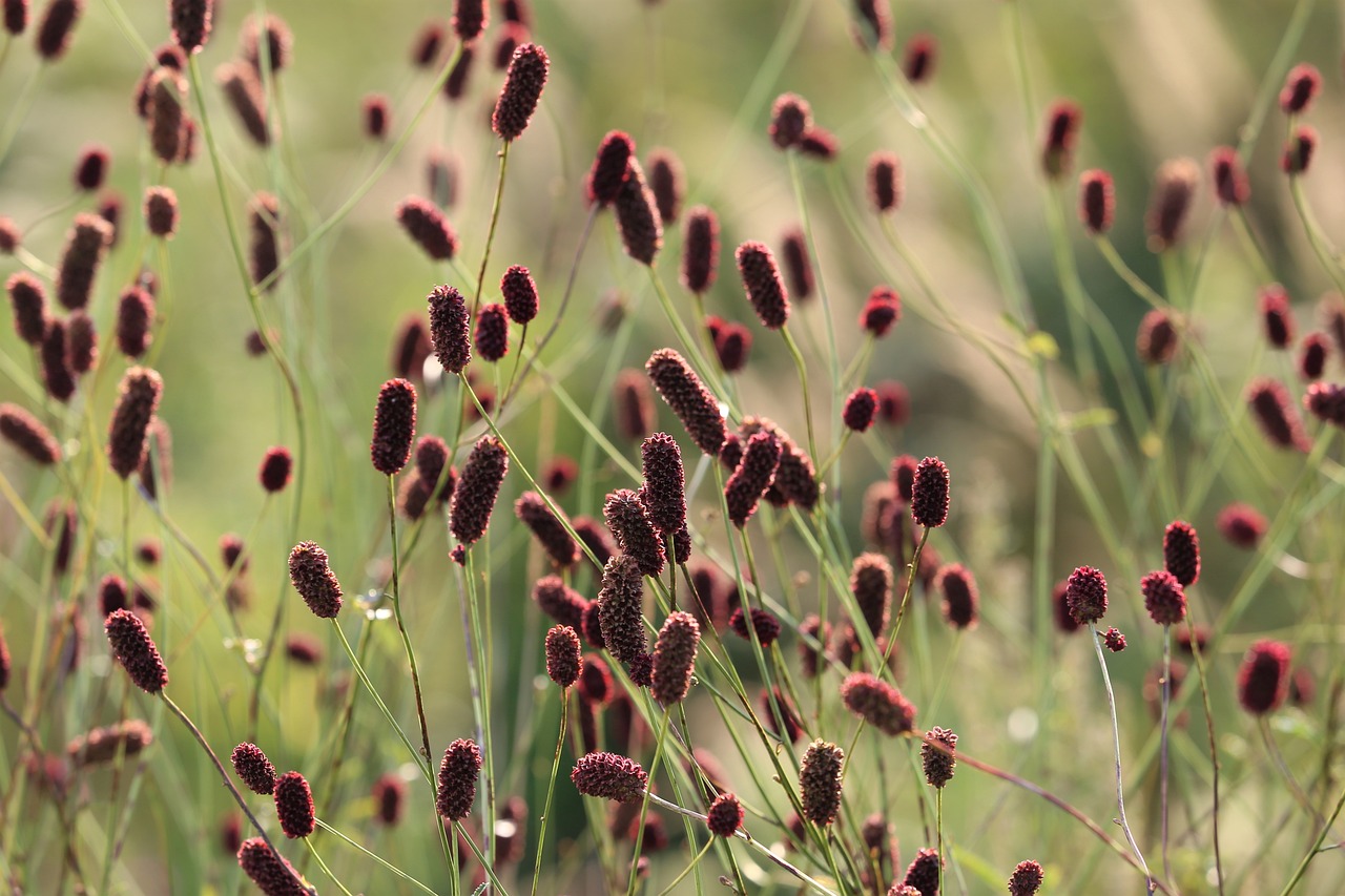 Great Burnet - Plantlife