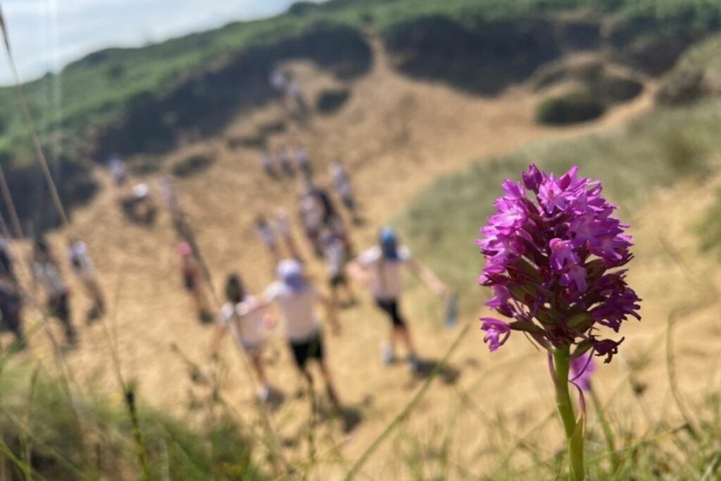 A beautiful purple flower in front of a group of people walking through the sand dunes