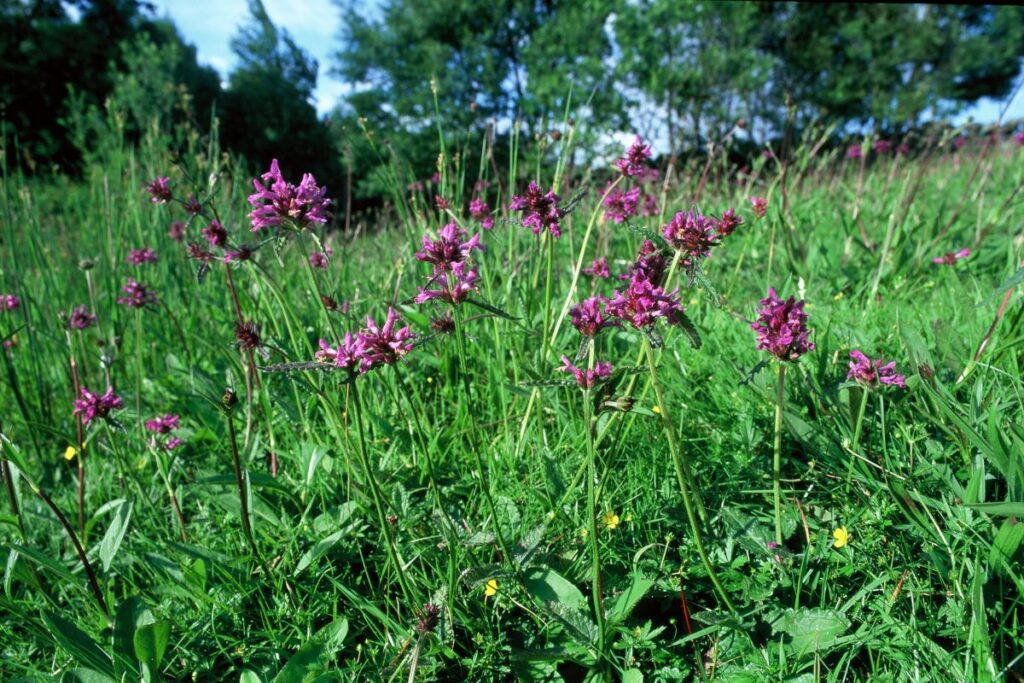 Wildflowers blooming in the grassland at Augill Pasture