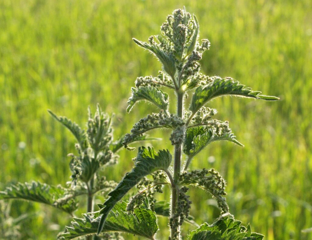 Common nettle