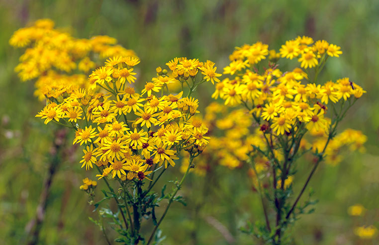 Common-ragwort