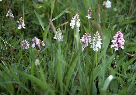 Common Spotted Orchids photographed at Augill Pasture Nature Reserve