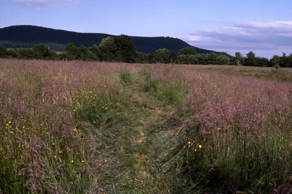 Pathway through the wildflowers at Davies Meadow