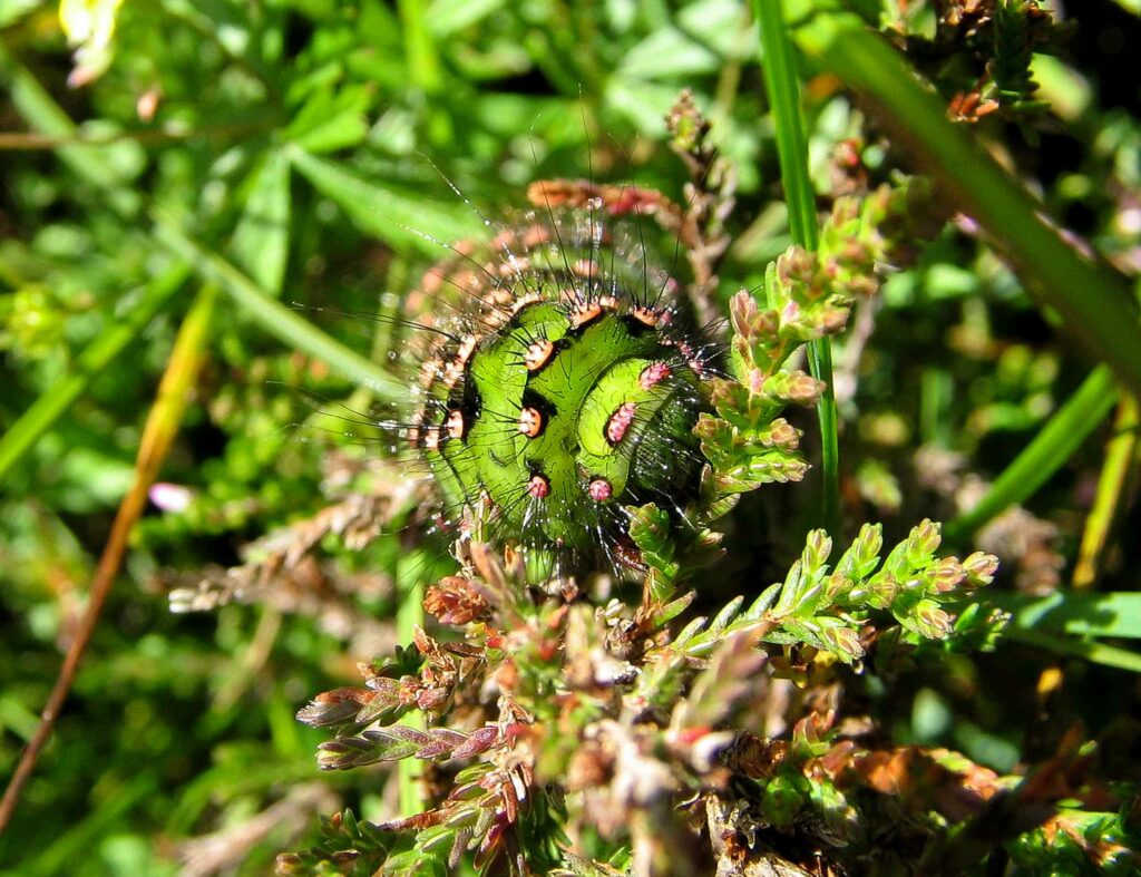 Emperor moth caterpillar