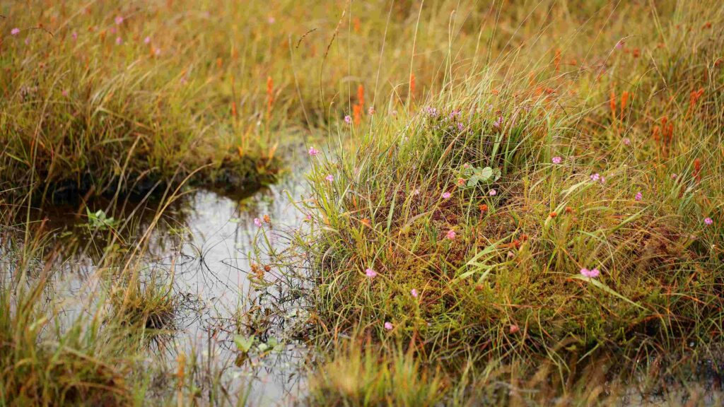 Pools at Munsary Peatlands